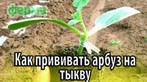 Некоторые правила прививания бахчевых культур или как прививать арбуз на тыкву