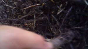 Обзор разобранной кучи НЕпополняемого компоста с осени 2024