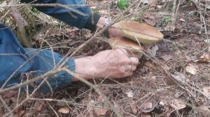 Красота по-русски. Грибы двойняшки, белые.