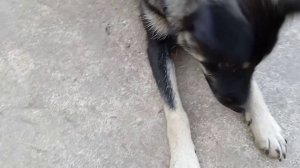 ДРЕССИРУЕМ СОБАЧКУ! Сегодня вы узнаете как научить питомца команде : ”дай лапу „!