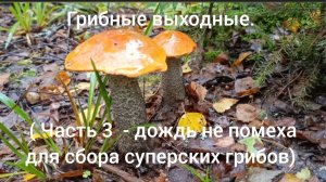 Грибные выходные ( часть 3 дождь не помеха для сбора классных грибов)