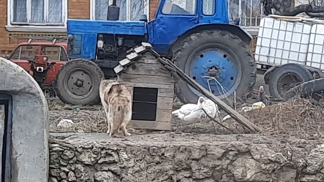 Дик попытался, но индюки хитрее :)