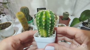 Обзор любимых кактусов.🌵🌵🌵