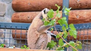 ✅ Зоологи зоопарка провели обогащение среды обитания лемуров.