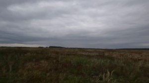 Дуплет по перепелу 20.08.2024