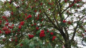 Рябина возле Усадьбы Ивановская.