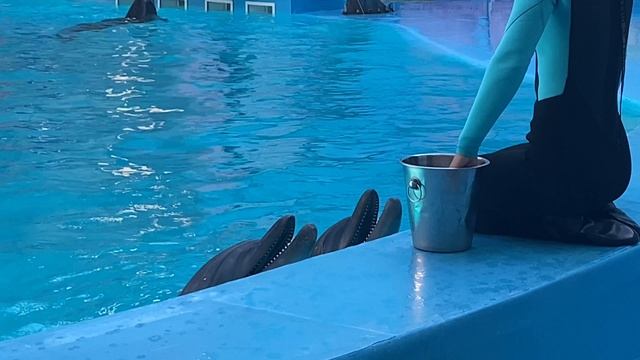 Крым  Алуштинский дельфинарий. смотреть онлайн