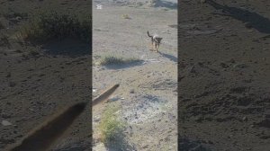 Пока еду до приюта, по дороге кормлю ещё кучу собак