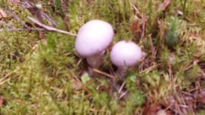 Грибы красивые, но несьедобные - козийгриб, голубая красота.