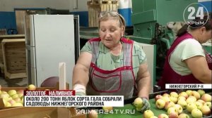 Больше 200 тонн ранних яблок собрали садоводы Нижнегорского района