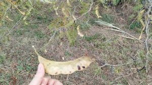 На мосту,обзор