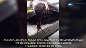 Огромного слизняка обнаружили во Владимирской области