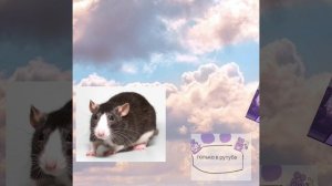 🐑🐑🐑🐑🐑🐑