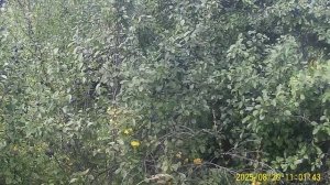 САЖЕНЦЫ ТЁРНА ОТПРАВЛЮ ПОЧТОЙ РОССИИ.