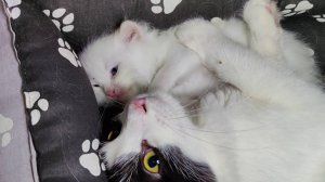 Черно-белый котенок обнимает своего младшего белого брата.