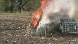 В Ейском районе уничтожили очаг произрастания дикорастущей наркосодержащей конопли
