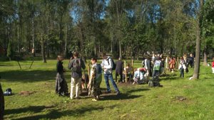 В Ярославле высадили аллею из лип