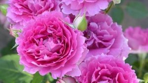 Sheherazad- японская роза. Вечная слава женской мудрости и самоотверженной любви