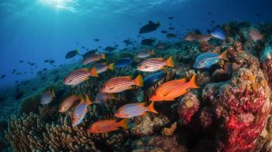 Успокаивающая музыка  Морские обитатели _  Подводный мир _ Жители моря _ (2)