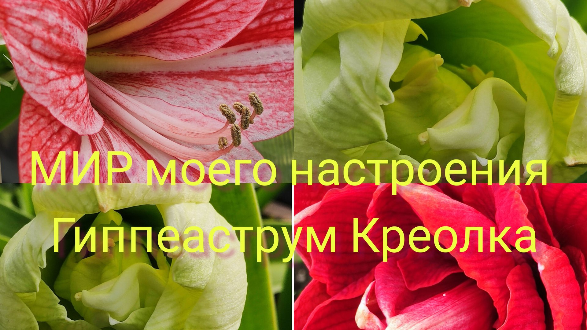 23.08.25 Гиппеаструм Креолка в теплице