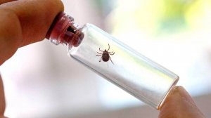 Случаи заражения лихорадки Ку после укуса клеща зафиксировали в Ставропольском крае