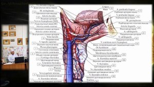 Внутренняя яремная вена. Анатомия. Топографическая анатомия. Ахмадудинов А.М.