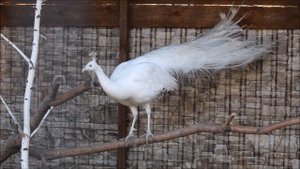 Птицы в зоопарке "Обитаемый остров" в Новосибирске 21.08.2025