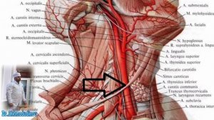 Сосуды шеи. Топография часть 1