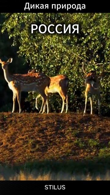 Россия. Дикая природа.# Russia. Wild nature. смотреть онлайн