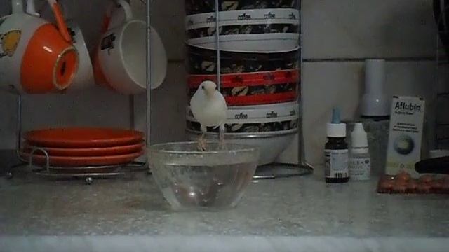 SAM 0088 смотреть онлайн