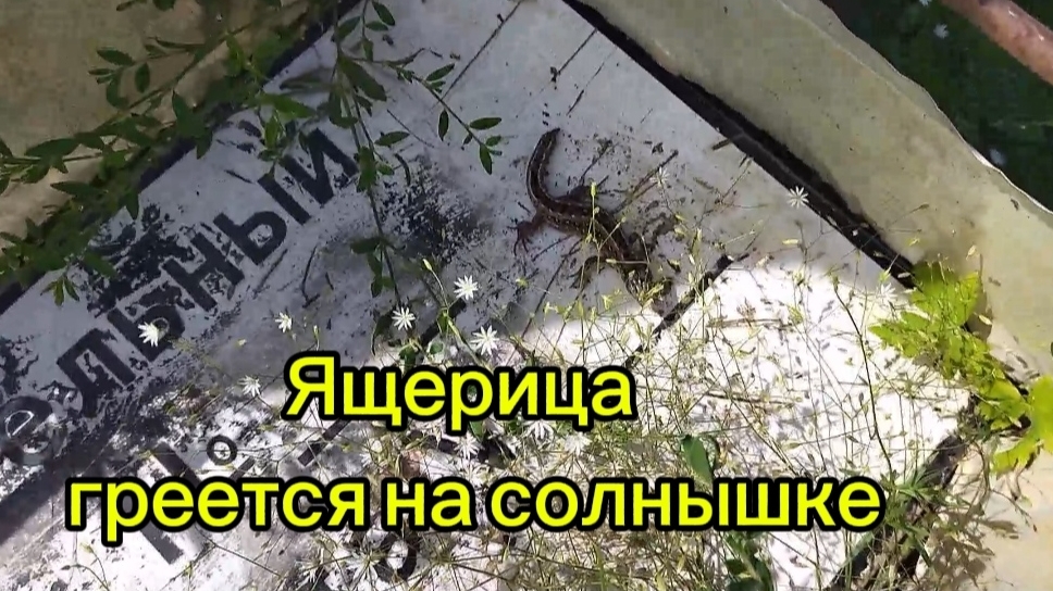 Ящерица притаилась и греется на солнышке