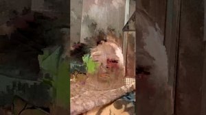 ВЫРАСТИ САД