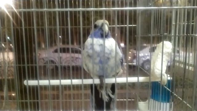 Самарканд, октябрь 2023 г смотреть онлайн