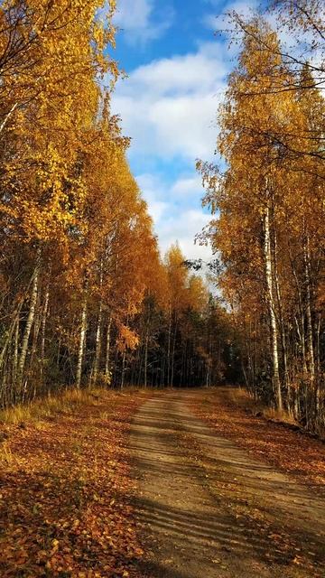 #осень #карелия #природа смотреть онлайн