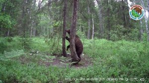 01.06.2025.Медведь.Заповедник Большая Кокшага.Хозяин леса активно трется об чесальное дерево