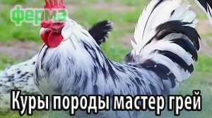 Куры продуктивной породы мастер грей содержание и уход