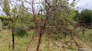 Калининград, 10 мин от Балтийского рынка, СНТ Мирное, участок (5,6 соток) с хозпостройками.