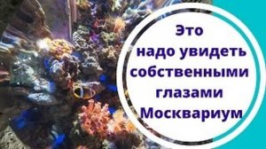 Это надо увидеть собственными глазами - Москвариум