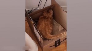 - ТЫ КТО, БЛИН_ Приколы с котами!