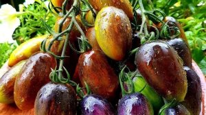 🏡 Огородно тепличный Vlog. Обзор томатов. Обзор цветов. Сбор семян.