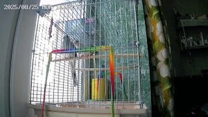 Бриллиантовые горлицы