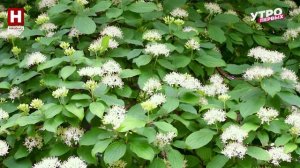 Опасные растения | ПРО ЦВЕТ