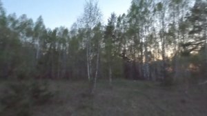 24.04.2025 вальдшнеп