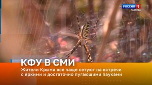 Жители Крыма все чаще сетуют на встречи с яркими и достаточно пугающими пауками
