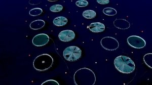 Кормление рыбок в садках