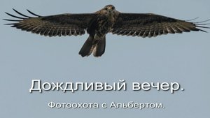 Фотоохота с Альбертом. Дождливый вечер.