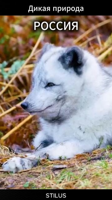 Россия. Дикая природа.# Russia. Wild nature. смотреть онлайн