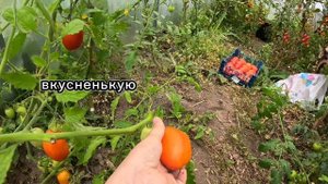 Сочный засолочный томат необычного цвета и формы