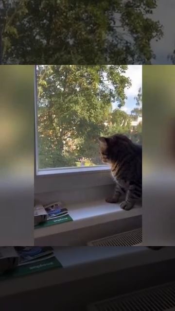 Голубь-режим тролля, кот-режим философа смотреть онлайн