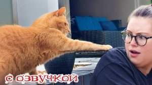 СМЕШНЫЕ КОТЫ 2025 ЛУЧШИЕ ПРИКОЛЫ С КОТАМИ, КОШКИ, ЖИВОТНЫЕ